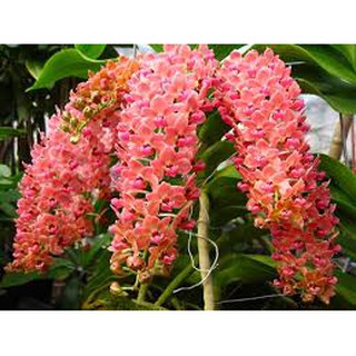 Lan ngọc điểm cây 4 năm