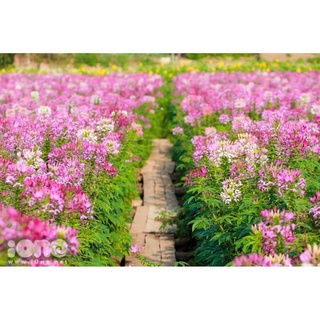 [Gói 200 Hạt] Hạt Giống Hoa Túy Điệp (tặng kèm phân)