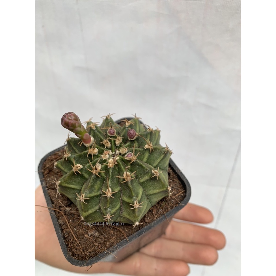 Cây xương rồng cỡ trung 5-8cm sống khỏe