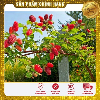 Hạt Giống Mâm Xôi Đỏ(10 hạt)