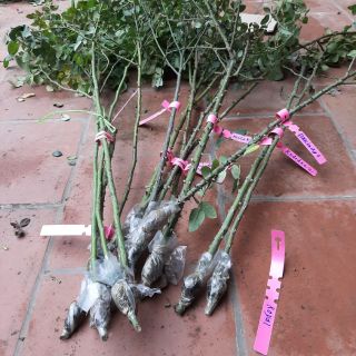 Cành chiết tree hồng ngoại hồng cổ các màu đẹp luôn có sẵn cây đảm bảo chất lượng tốt chuẩn giống