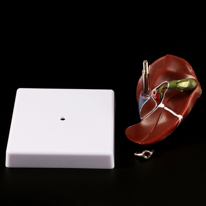 Mô Hình Giảng Dạy Y Tế Con Người