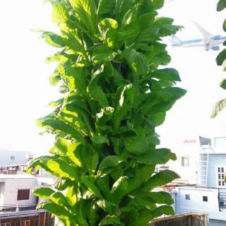Trụ trồng rau tự lắp ráp