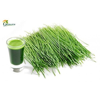 Bột cỏ lúa mì Ấn Độ Organic Wheatgrass Powder (Gói 100G)