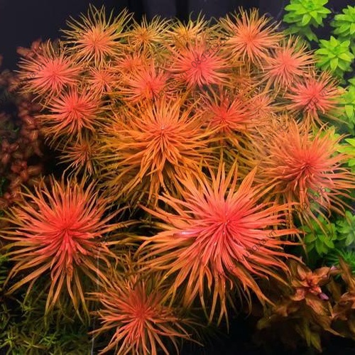 HỒNG THÁI DƯƠNG