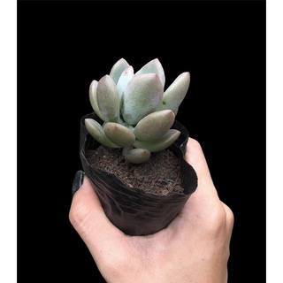 SEN ĐÁ SỎI HỒNG LÁ DÀI