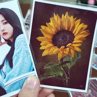 In ảnh 6x9 1k/tấm ép plastic
