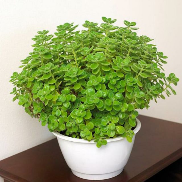 Cây sen đá lá thơm, cây nhất mạt hương