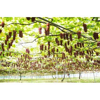 Hạt giống Nho Ruby Roman 5 hạt