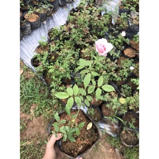 combo 5 cây giống hoa hồng cổ