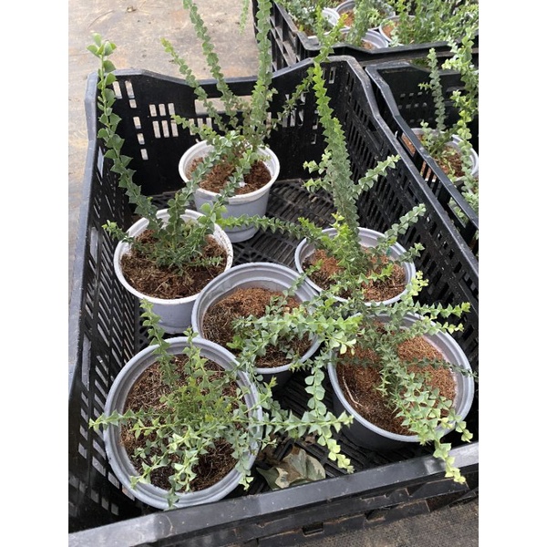 Chậu cứng Mimosa giống mới