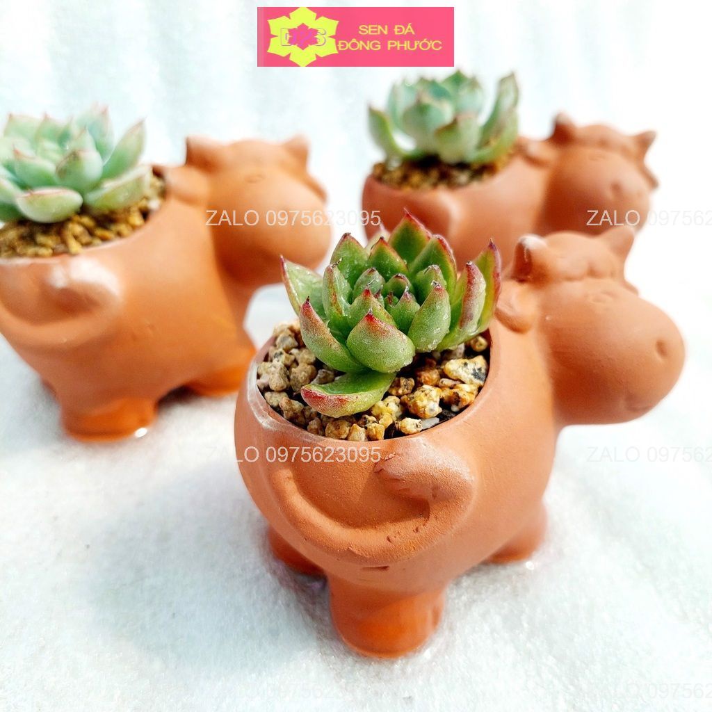 Chậu đất nung hình gấu mini - chậu trồng tiểu cảnh sen đá, xương rồng, cây phong thuỷ văn phòng đẹp