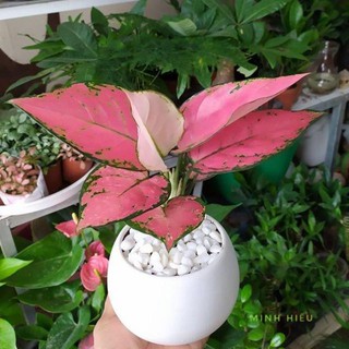 Cây Vạn Lộc Đỏ, Siêu dẽ thương