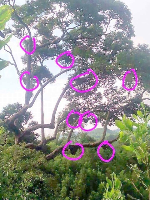 Mật ong rừng Tây Bắc | BigBuy360 - bigbuy360.vn