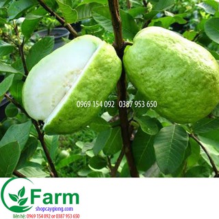 cây ổi lê đài loan
