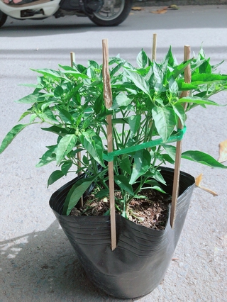 Bụi Ớt Xiêm