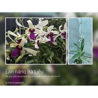 Lan Denro nắng bà liễu xưa