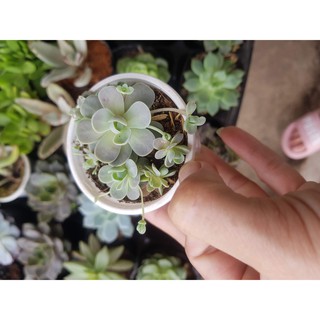 Sen đá dù hoa hồng(Orostachys iwarenge “Chinese Dunce Cap”), dù kim, dù hồng ( Đọc mô tả)