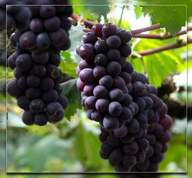 Cây Giống Nho Alden.