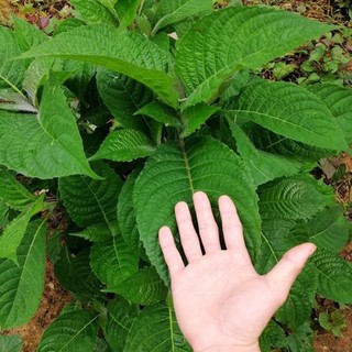 Cây giống chè khổng lồ