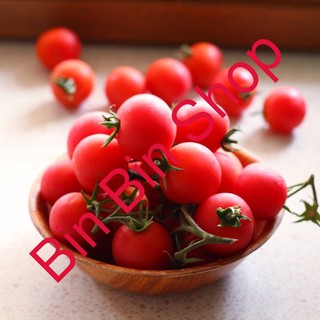 Hạt giống cà chua lùn đỏ trồng chậu gói 30 hạt