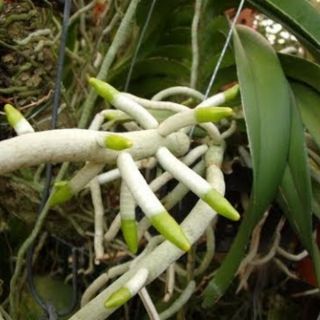 Kích rễ Exotic Thái Lan