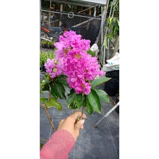 cây bằng lăng tím thái cao 70cm đến 1m