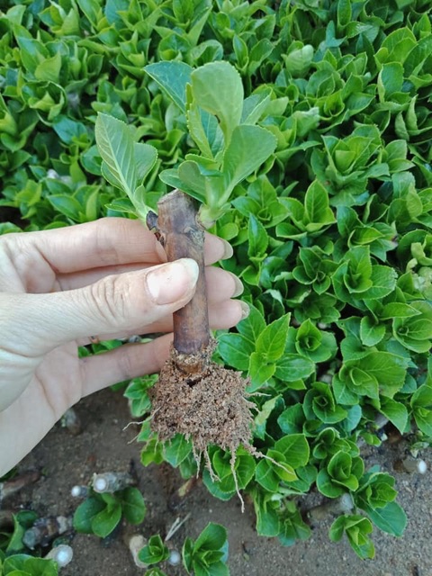 Cẩm tú cầu giống đổi màu theo độ PH (mua 10 tặng 1)