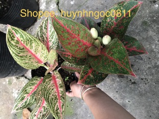 Cặp đôi cây Thịnh Vượng - Như Ý