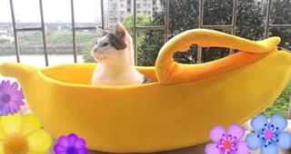 [Nhận order] NHÀ CHUỐI CHO BOSS