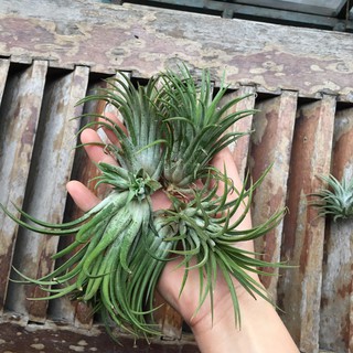 Cây không khí thạch thảo size to 5 cây