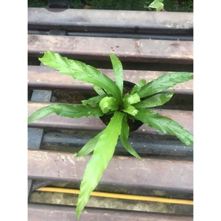 chậu dương xỉ rồng
