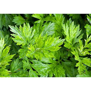 BỘT LÁ NGẢI CỨU 50G