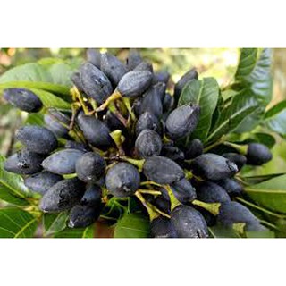 Cây trám đen trồng phủ đồi