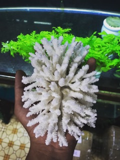 San hô trắng trang trí bể cá