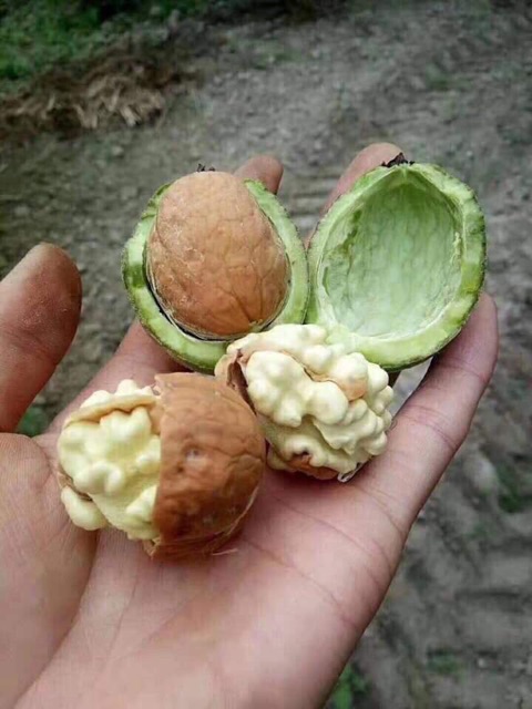 Nhân óc chó Mỹ 500gr