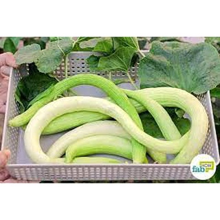 Hạt giống dưa chuột rắn mỹ siêu dài 20 hạt