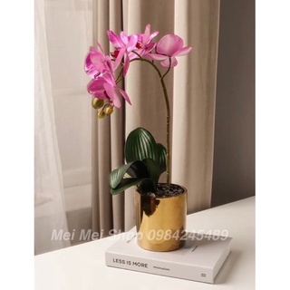 Chậu Lan hồ Điệp Trắng Tím