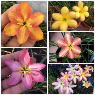 Set 5 củ bb giống 5 màu huệ mưa