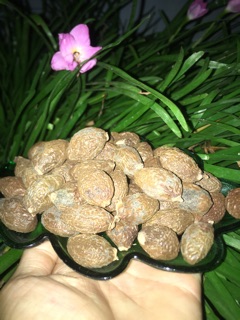 Hạt ươi sẻ kèm é( sản phẩm dùng thử)