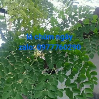 hạt chùm ngây(2 hạt)