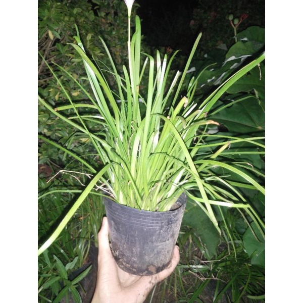 Chậu hoa huệ mưa