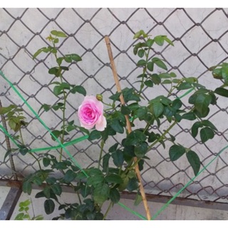 Combo 1 cây Hồng mon bé 180/1bAoi bé 1  tố nữ 120 chỉ 300k