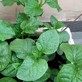 20gram HẠT GIỐNG RAU MỒNG TƠI