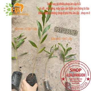 combo 20 cây tràm lai bầu đen cây giống