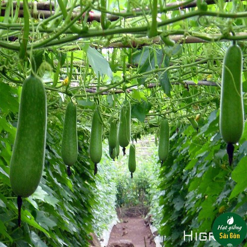 Hạt giống BÍ ĐAO CHANH