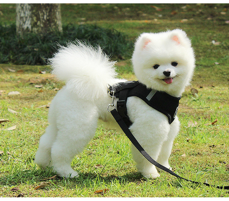 Hipidog Bộ áo lưới + dây dắt HiPiDog kiểu dáng dễ thương cho thú cưng