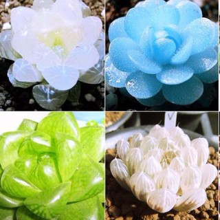 Sen Đá Kim cương mix (hạt giống newgreenseeds)