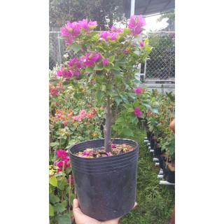 cây bông giấy mỹ mini