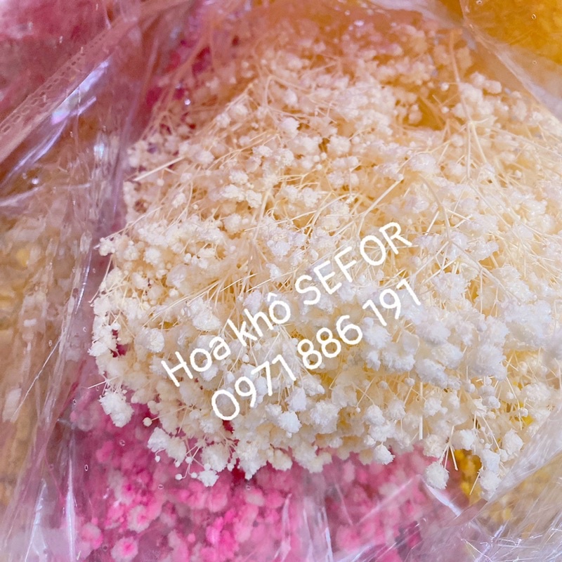 Hoa baby ướp xanh dương❤️FREESHIP❤️ Gypsophila hoa khô trang trí phòng ngủ, làm đồ handmade